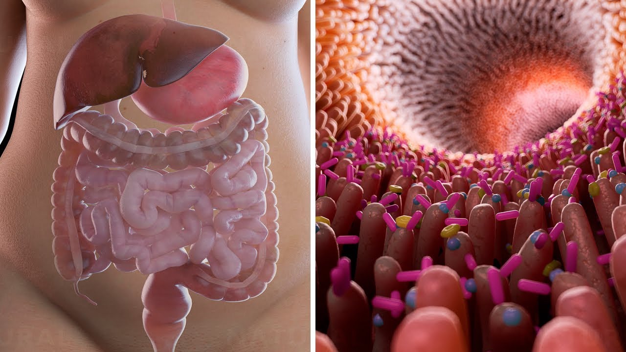 The Best Digestive Enzymes to Build a Stronger Gut