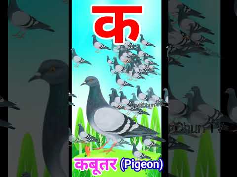 Ka Se Kabutar Pigeon Means Kabutar #trending #shorts #viral