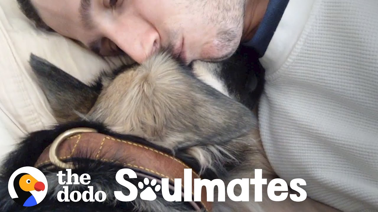 Scared Rescue Dog Slowly Falls In Love With Her New Dad Soulmates