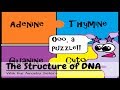 DNA Structure and Function Concepts
