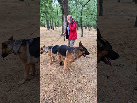 ‼️New litter of German Shepherd puppies. Alfons and Elsa. Odessa 2024