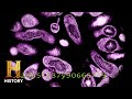 Origins and Transmission of Epidemics