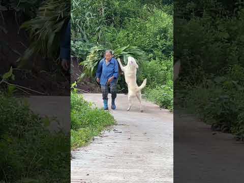 Recording the daily life of Xiaobao and grandma Xiaobao saw grandma working immediately ran over