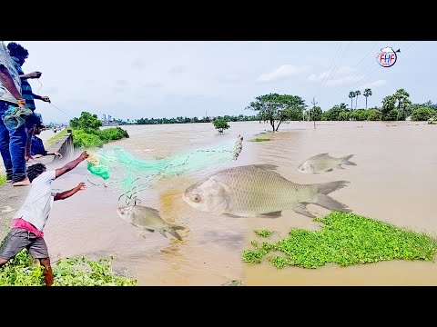 Amazing Fishing in Flooded Waters Catching Fish with a Throw Net!