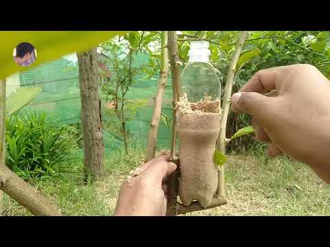 How to air layering LEMON tree
