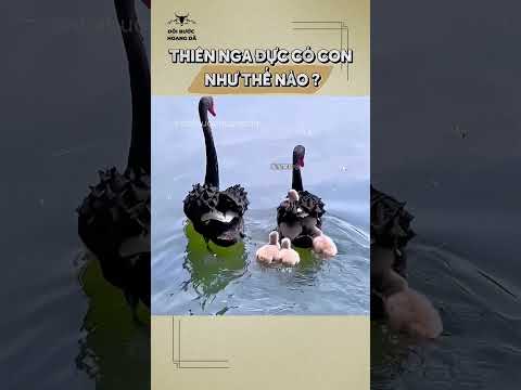 Sự Thật Bất Ngờ Về Cách Thiên Nga Đực Có Con!