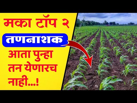 मका पिकासाठी तणनाशक / maka pikasathi Tannashak / Maize herbicide
