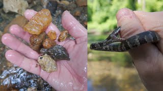 First Time Rockhounding! (for Gemstones) (Crum Creek & Smedley Park, Pennsylvania)