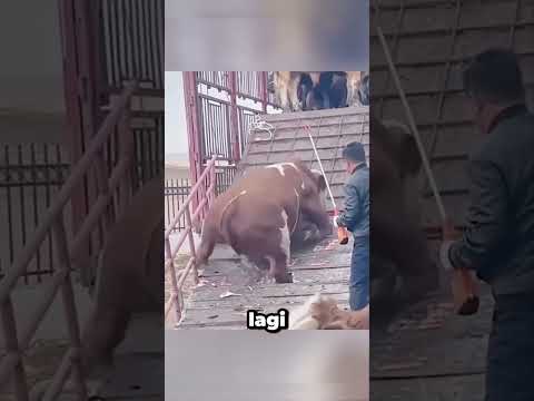 Perjuangan Terakhir si Sapi