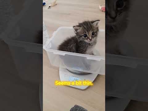 The little black kitten got lost from its mother, but was lucky to meet a girl.#kitten #animals #pet
