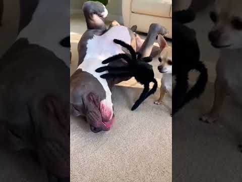 Chihuahua likes pranks on other #satisfying #fyp #dog