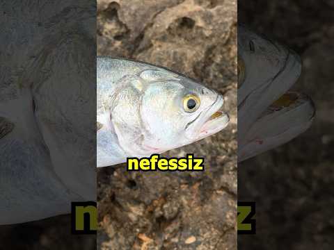 DİREKT ÖLDÜR ! / Atçek Spin Lrf Balık Avı / Lüfer Avı