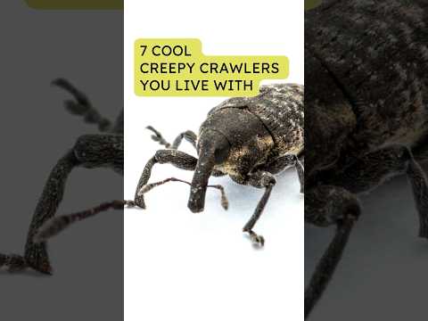 Which bugs might be living in your home?