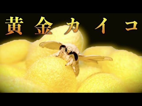 【衝撃】金色の繭のカイコを飼育するととんでもないことが判明