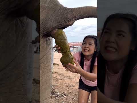 แม่แกล้งน้องเมตตา Mother teases Nong Metta #ช้างแสนรู้ #มาแรง #elephant #หมู่บ้านช้าง