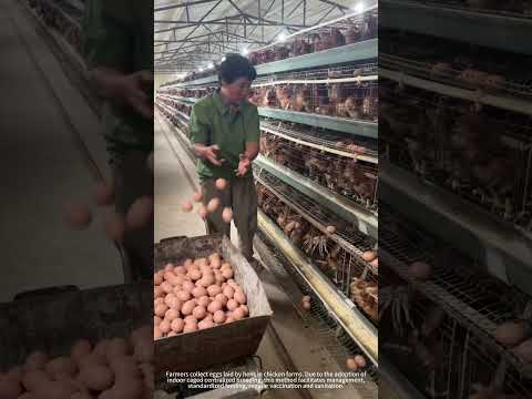 Modern Caged Layer Breeding Mode