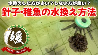 針子・稚魚の水換え方法と育て方～水換えした方が良いの？～【媛めだか】