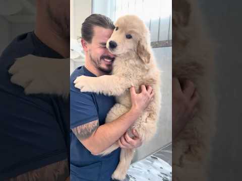 Prima visita per questa polpetta di Golden Retriever 💛🐻🥰 #vet #goldenretriever #puppygolden