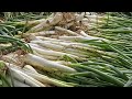 Buenas Prácticas Agrícolas y Cebolla de Rama