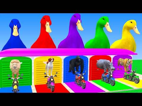 Long Slide Game With Cow Elephant Gorilla Hippopotamus Tiger 3d Animal Game Funny 3d Animals
