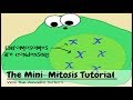 Understanding Mitosis