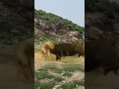 buffalo on fire#Don't want to be afraid of anyone# "UNBELIEVABLE Animal Encounters#animal #shorts