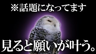 嬉しい事が次々と起こると話題の梟の動画です 見れた方、おめでとうございます  一部の限られた人にしか表示されませんが現実とは思えないほど良い事が起こります 魂レベルで強運に生まれ変わりますので期待大！