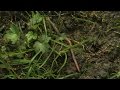 Understanding Earthworms and Their Ecosystem