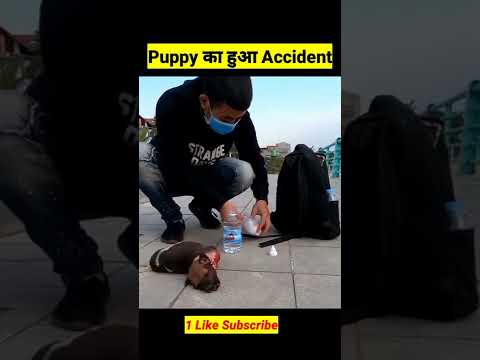 कुत्ते के बच्चे का हुआ accident फिर जो हुआ 😱😱 #dog #animalrescue #shorts