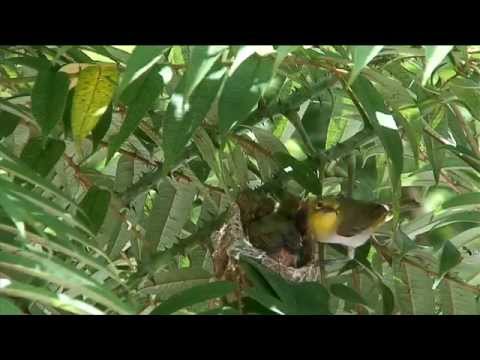 刺蔥上旳巢 (4) 綠繡眼 美夢成泡影Japanese White-eye - YouTube(18分32秒)