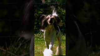A Breed that Looks like a Toy! | Too Cute! | Animal Planet