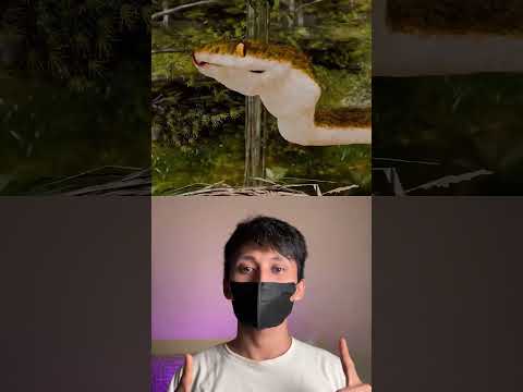 Sarang burung tersembunyi #snake #facts #animals #wildlife #nature #sciecne #reaction