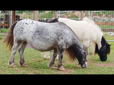 Pony Animals Videos in the Field