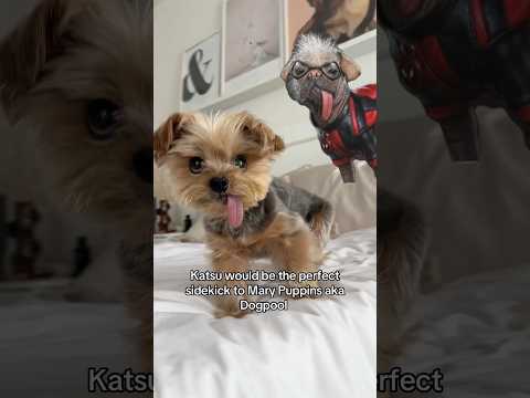 Move over Dogpool #deadpool #deadpoolandwolverine #dogpool #shorts