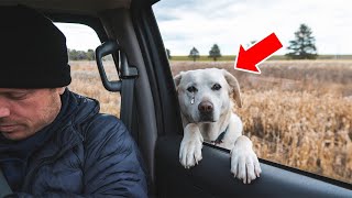 Stray Dog Stops Car And Begs Driver To Follow. He Calls 911 After What He Finds