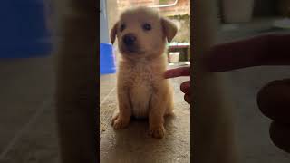 Cute puppy #pets