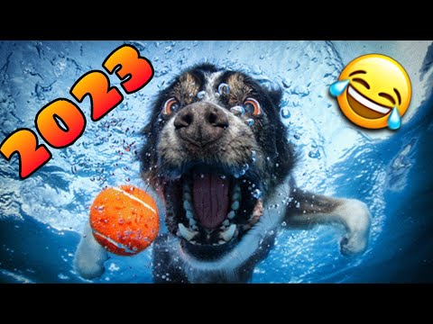 🤣 los Mejores Videos de Animales Graciosos del 2023 😹🐶 Videos de Perros y Gatos Chistosos [NUEVOS]