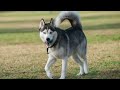 Handling Aggressive Dogs