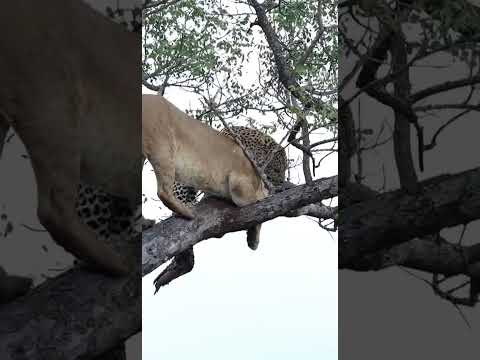 Lioness vs Leopard in Tree: Hyenas Await Below!