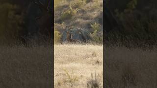 New Zealand Giant Red Stag Hunt - Stalk & Killshot - Roar Hunt #redstag #newzealand