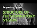 Exploring the Structure of the Respiratory System
