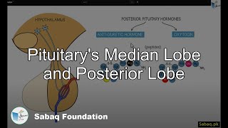 Pituitary's Median Lobe and Posterior Lobe