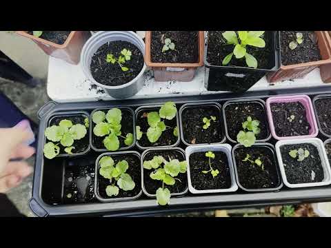 Zelf planten zaaien - Viooltjes, Geraniums & Dahlia's kweken