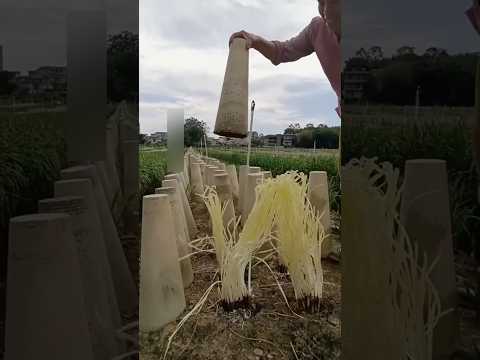Why Farmers in China Grow Yellow Garlic Leaves #shortsvideo