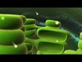 Quantum Mechanics and Photosynthesis Concepts