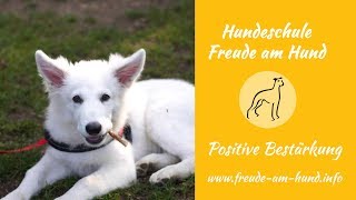 Hundeschule München Freude am Hund - Hundetipp Positive Bestärkung