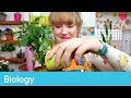 Plant Growth and Care Concepts