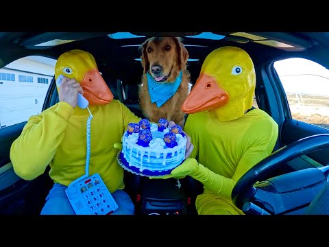 Rubber Ducky Surprises Cat & Puppy with Car Ride Chase