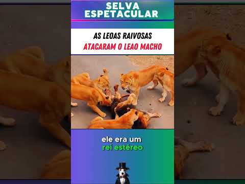Esse LEÃO foi atacado por várias LEOAS #vidanaselva #animal #Selva #mamiferos #animais #leao #leoa