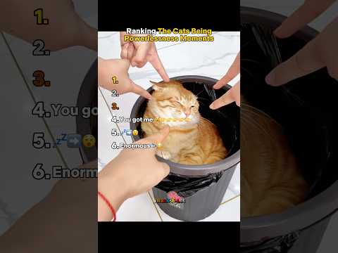 Ranking The Cats Being Powerlessness Moments #ranking #cat #cats #powerless